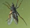 Empis tessellata